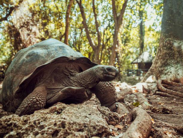 Giant tortoise